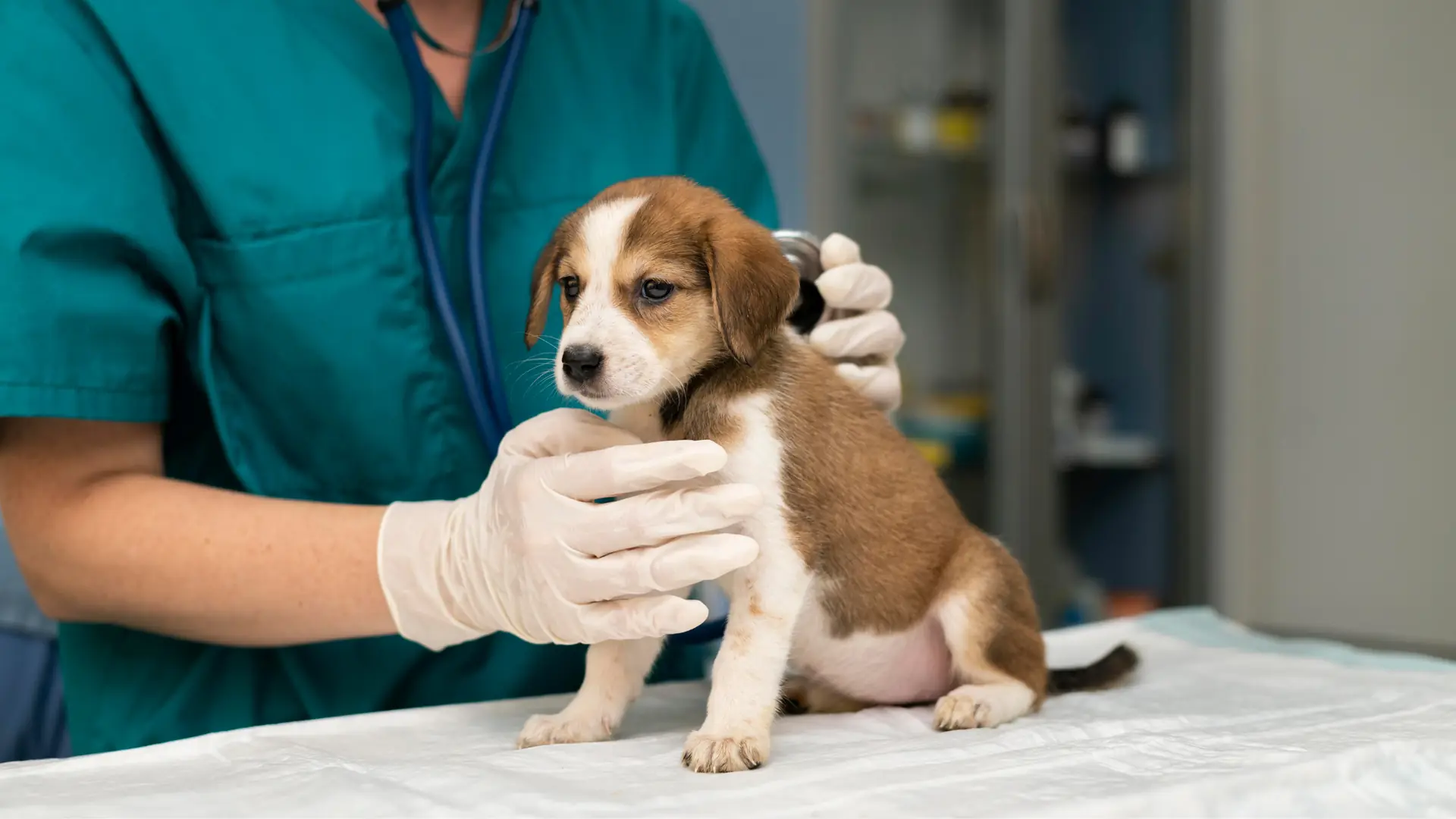 Veterinaria revisando a un cachorro en la camilla
